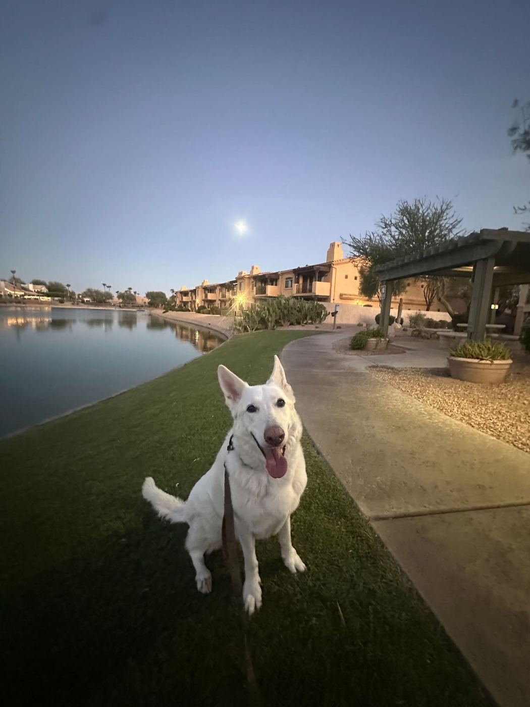 A white shepherd on an evening dog walk beside a lake in Phoenix, Arizona