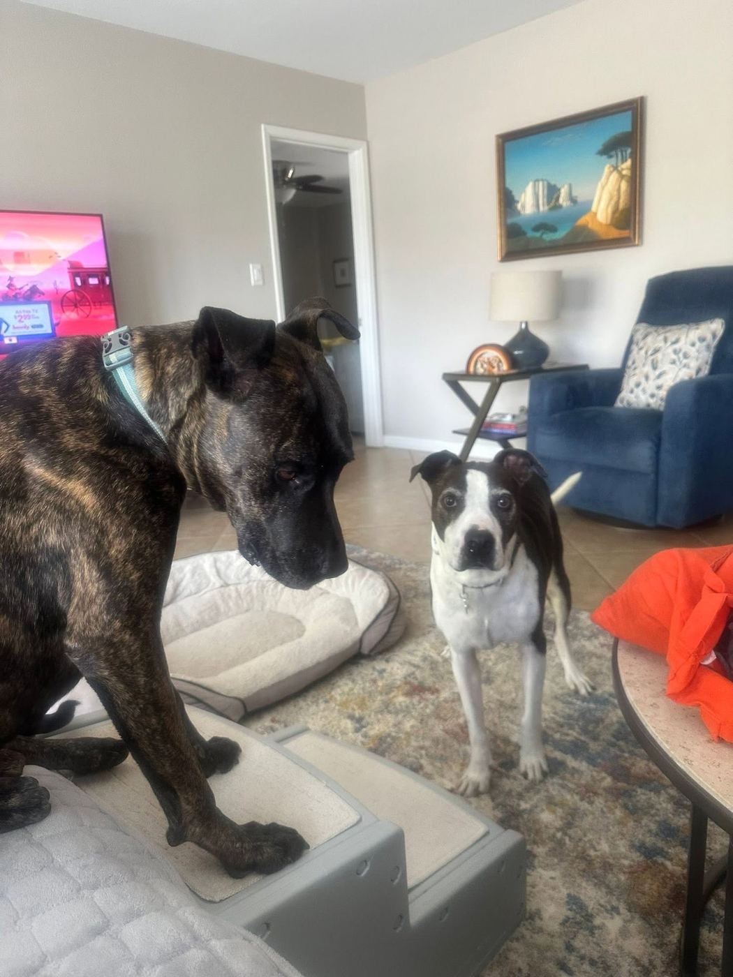 Two client dogs waiting at home during an Ahwatukee pet sitting drop-in visit