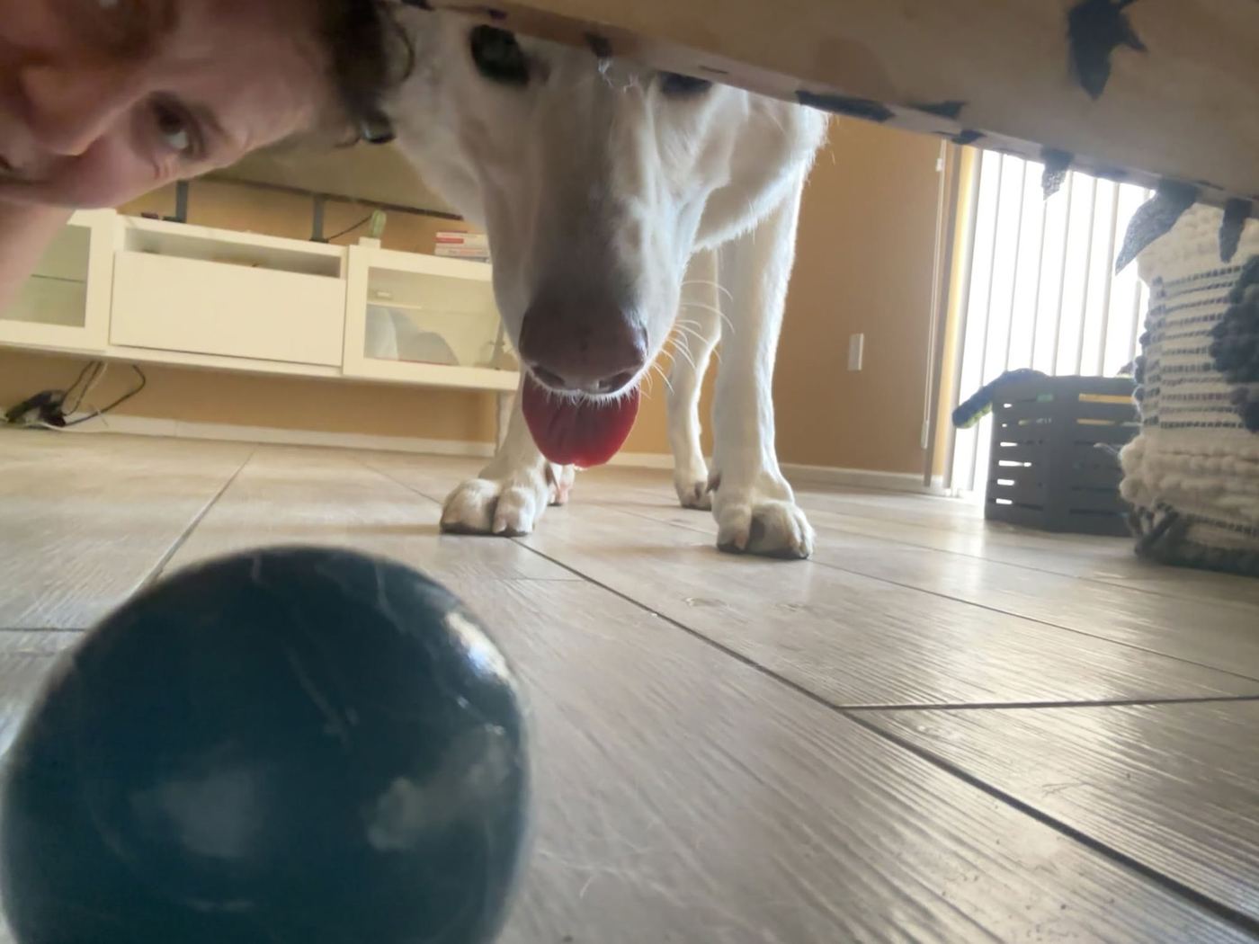 A dog engaged in an in-home enrichment and play session with a ball in Phoenix, Arizona