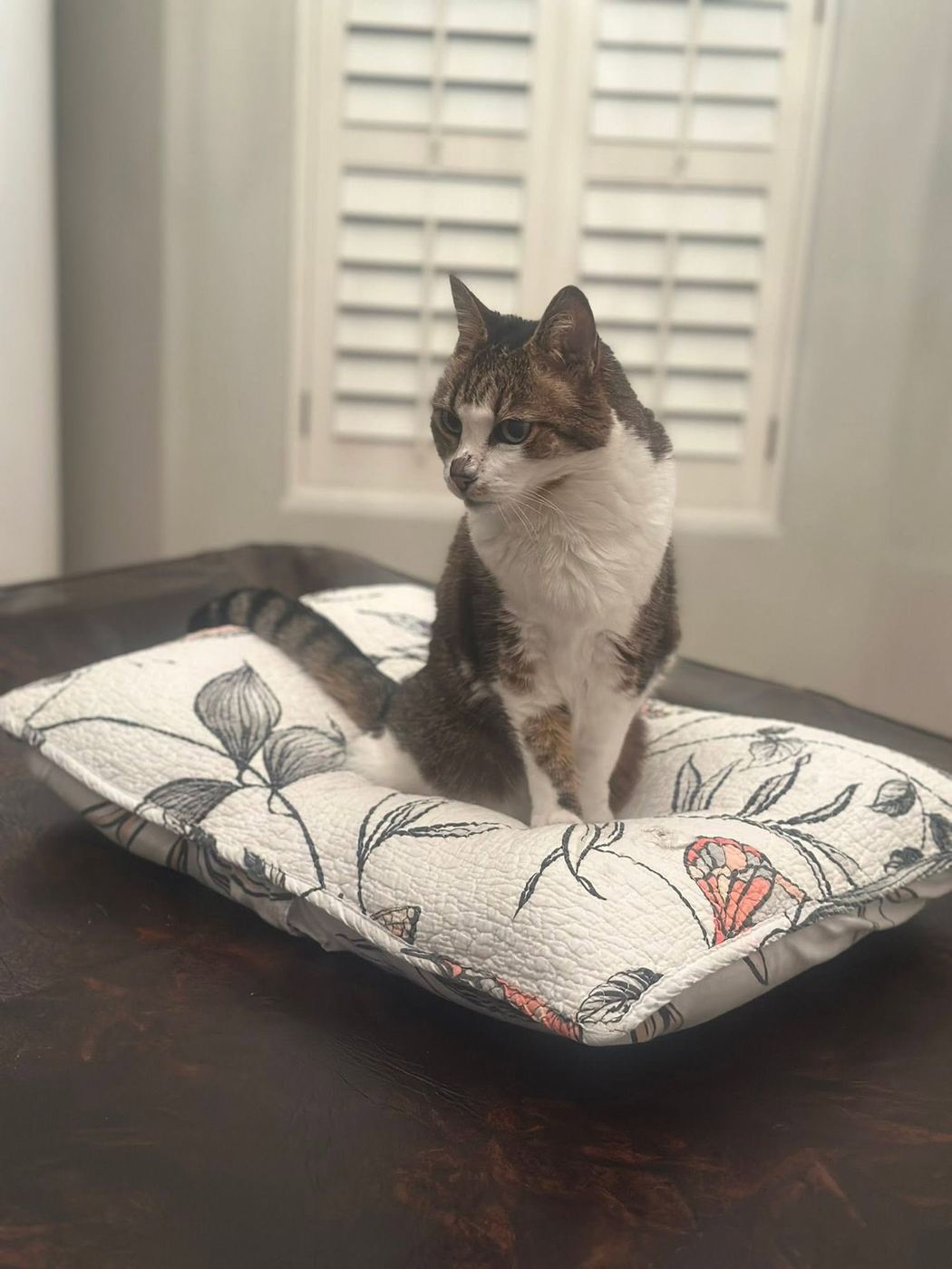 A tabby cat settled on a cushion during a Phoenix drop-in pet visit