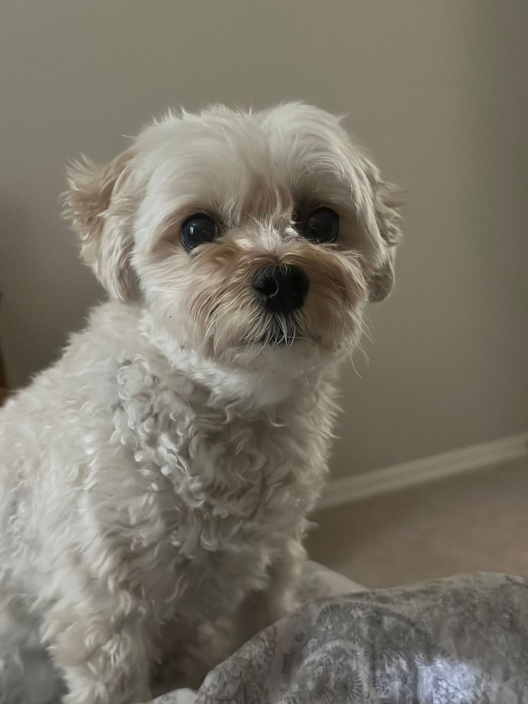 A senior small dog cared for at home during a Phoenix drop-in visit